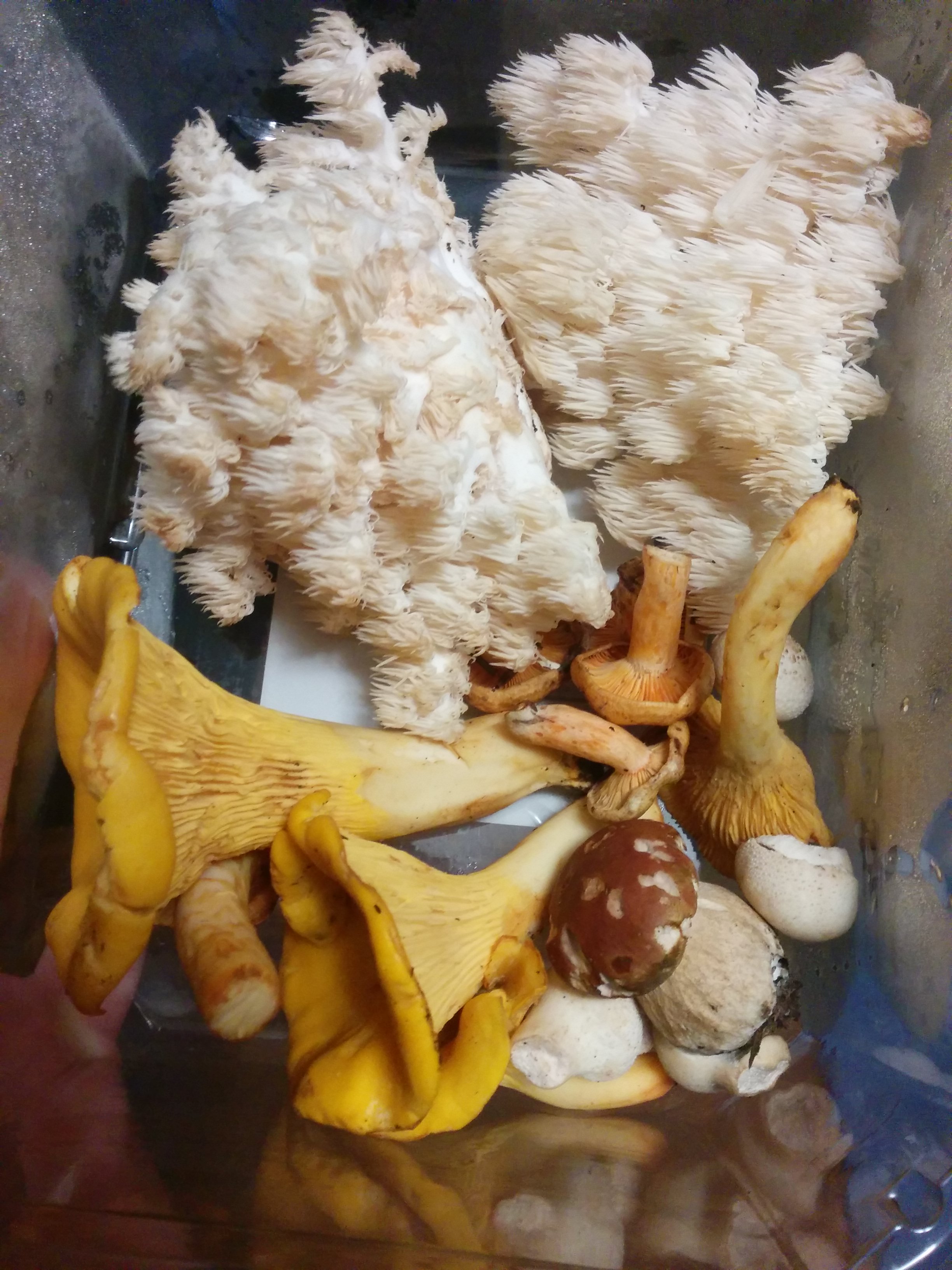 tub of mixed mushrooms